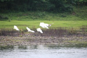 Birds caught in flight over the Li River