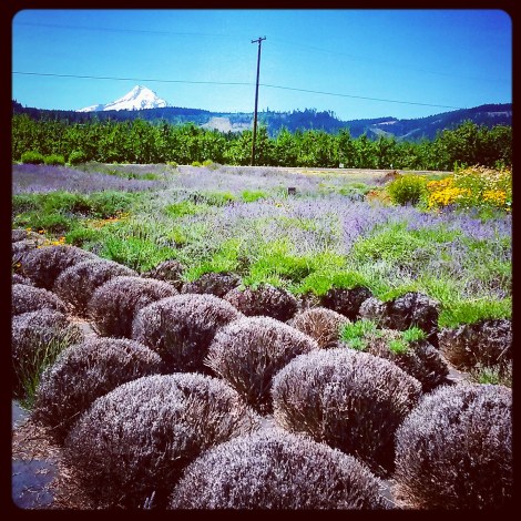 Oregon Lavendar